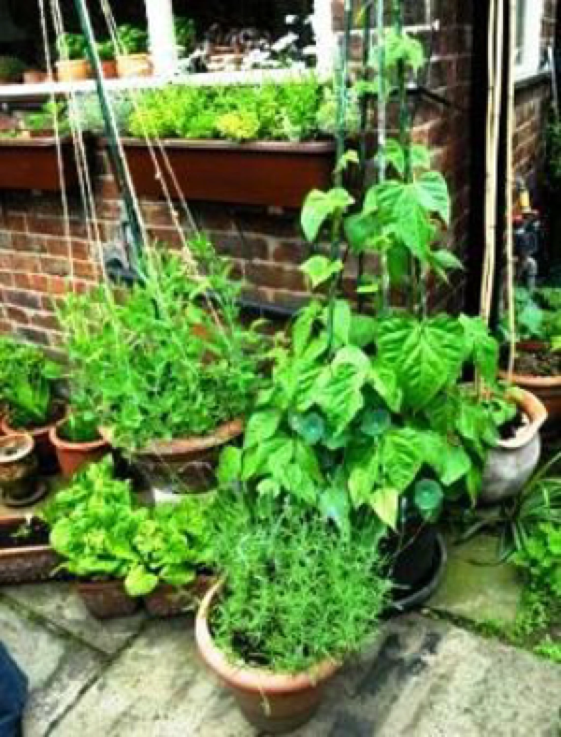 Greenlee County will be hosting a Composting and Container Gardening Workshop