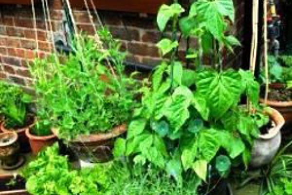 Greenlee County will be hosting a Composting and Container Gardening Workshop